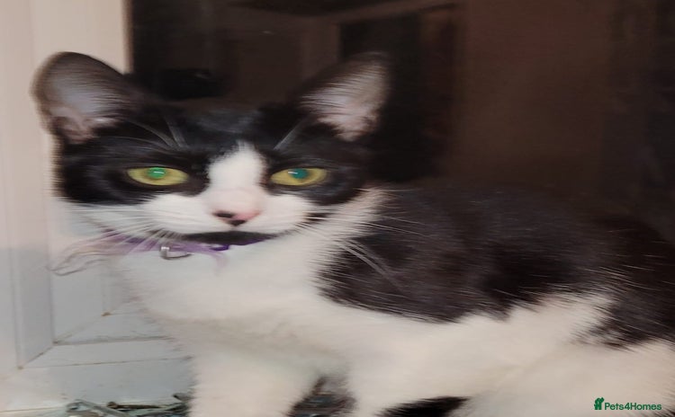 Domestic Shorthair cats - Advert 3
