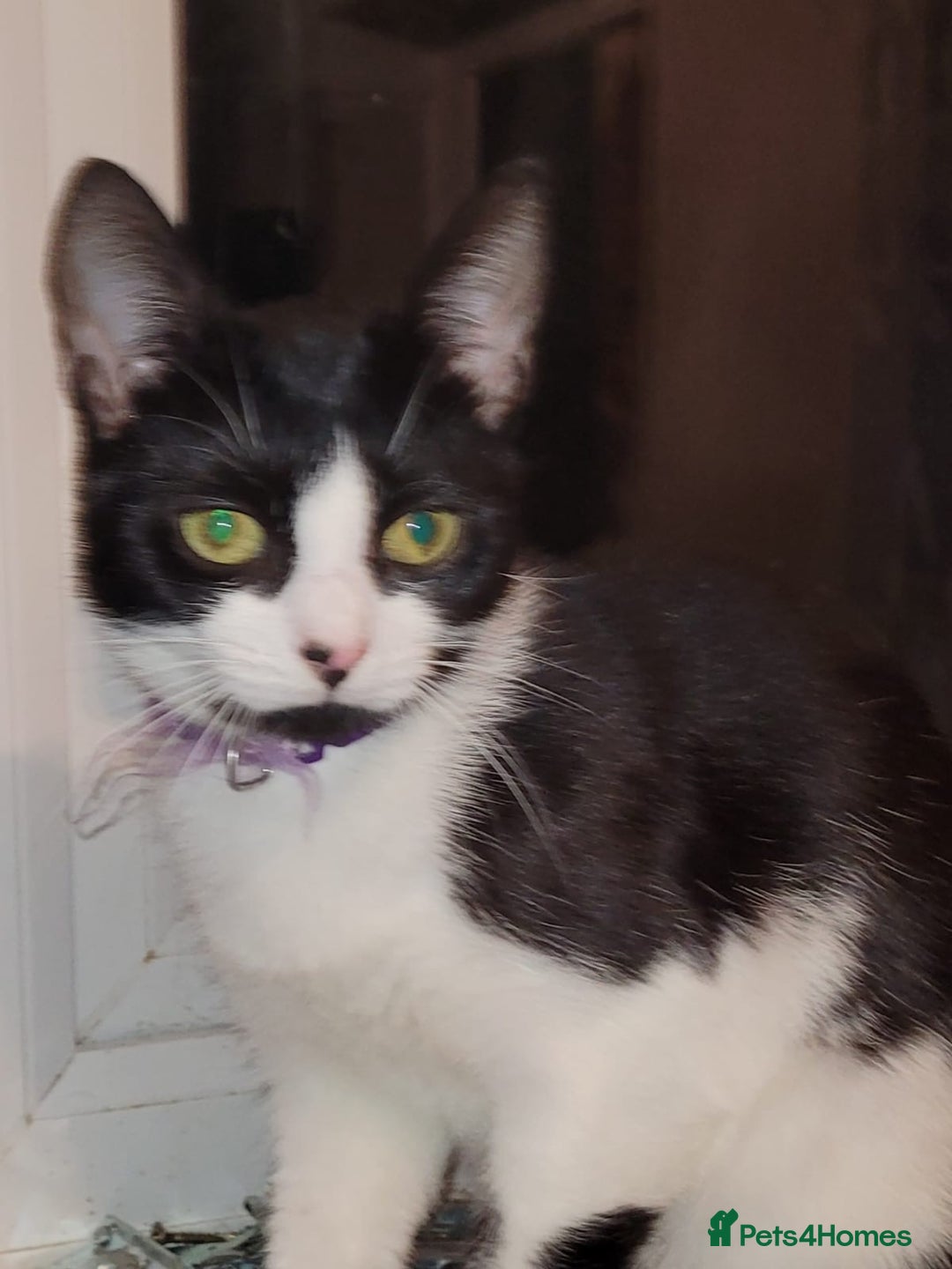 Domestic Shorthair cats for sale: Bonded Pair of Cats - Image 1