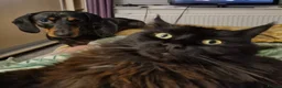 Maine Coon cats for sale: Male Maine Coon in Southport - Advert 9