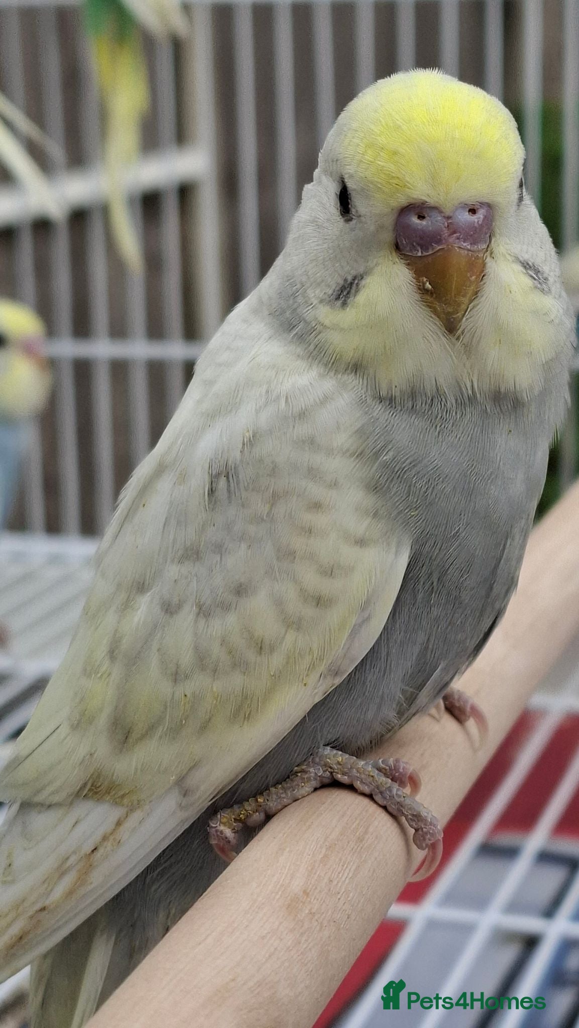 Mixed Breed birds Budgies for sale  - Advert 1
