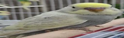 Mixed Breed birds for sale: Budgies for sale  - Advert 1