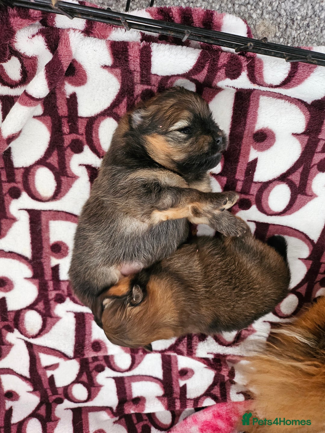 Pomeranian dogs for sale: Tiny beautiful pom girls  - Image 5