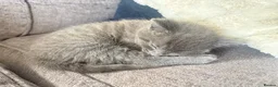 Ragdoll cats for sale: ** READY TO LEAVE ** Ragdoll X kittens  - Advert 22