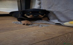 Rottweiler dogs for sale: Rottweiler puppies - Image 13