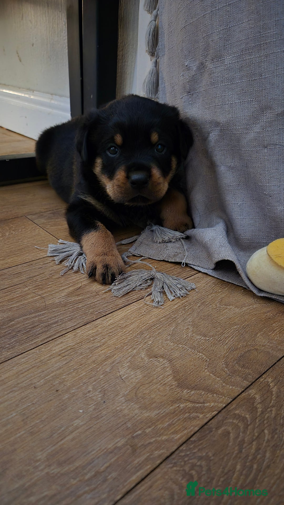 Rottweiler dogs for sale: Rottweiler puppies - Image 13