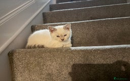 British Shorthair cats for sale: Gorgeous British Shorthair Kitten– Ready to Leave - Image 2