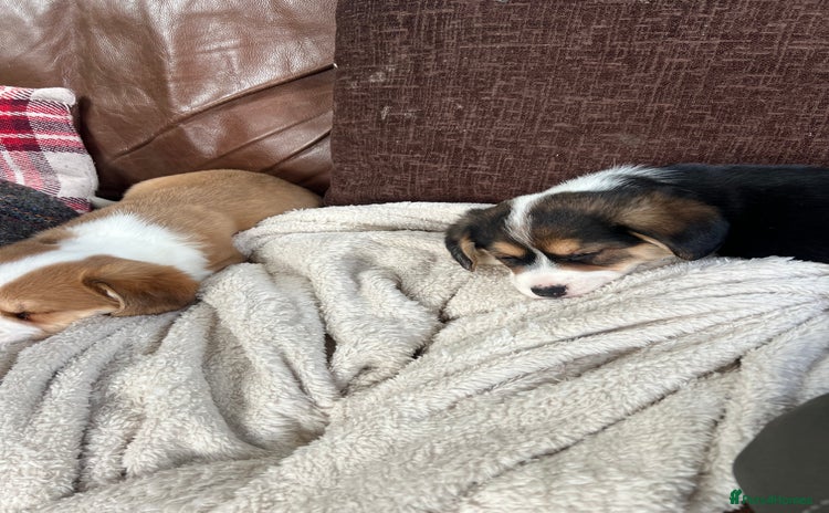 Welsh Corgi Pembroke dogs Corgi puppies, 2 brothers.  - Advert 2