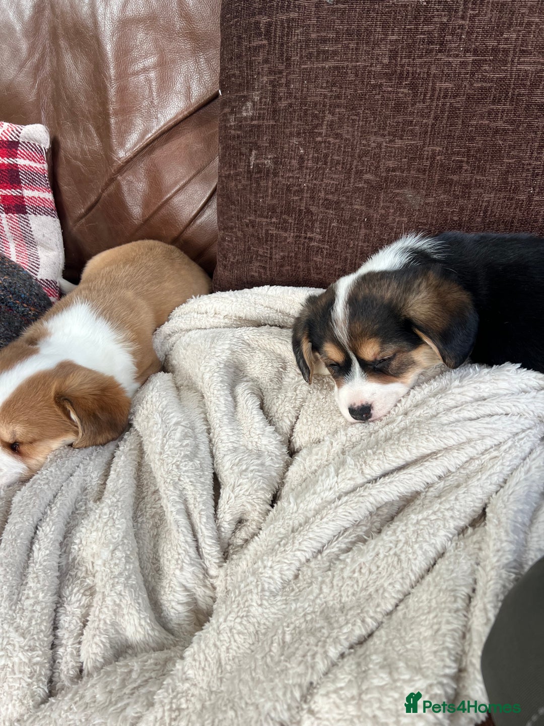 Welsh Corgi Pembroke dogs for sale: Corgi puppies, 2 brothers.  - Advert 5