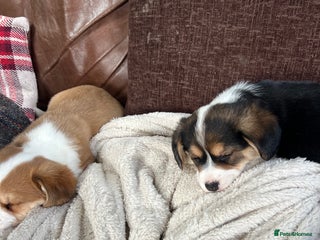 Welsh Corgi Pembroke dogs Corgi puppies, 2 brothers. - Advert 5