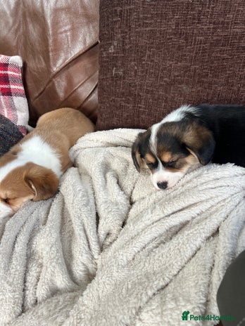 Welsh Corgi Pembroke dogs Corgi puppies, 2 brothers. - Advert 2