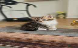 Persian cats for sale: Playful 10-Week-Old Male Persian Kitten  - Image 1