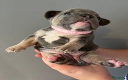 French Bulldog dogs for sale: Blue /tan Frenchbull dog - Image 6