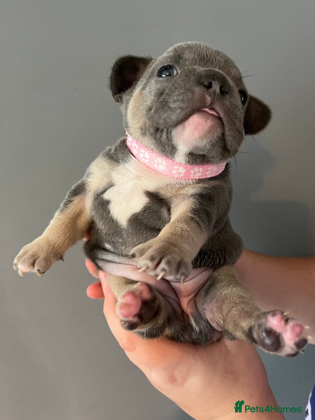 French Bulldog dogs for sale: Blue /tan Frenchbull dog - Image 6