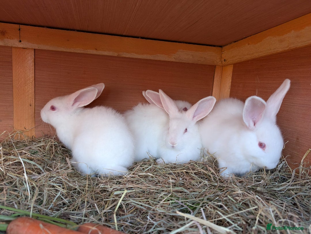 New Zealand rabbits for sale: New Zealand White kits pure - Advert 1