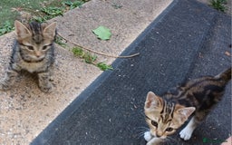 Mixed Breed cats for sale: Stunning kittens for sale  - Image 3