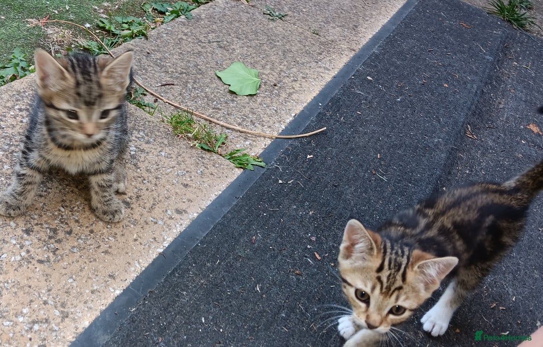 Mixed Breed cats for sale: Stunning kittens for sale  - Image 3