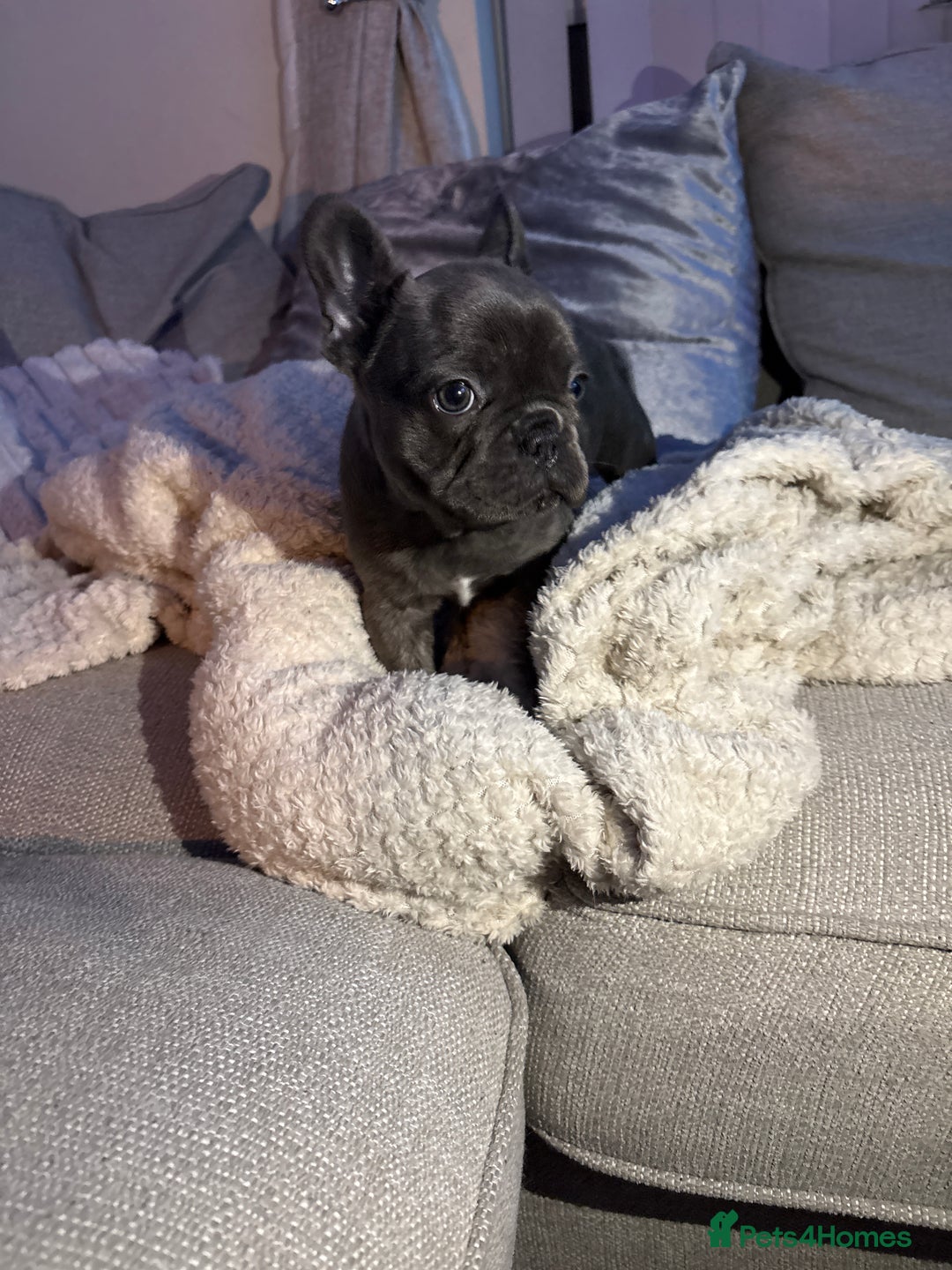 French Bulldog dogs for sale: Ready today! Beautiful french bulldog puppies - Advert 9