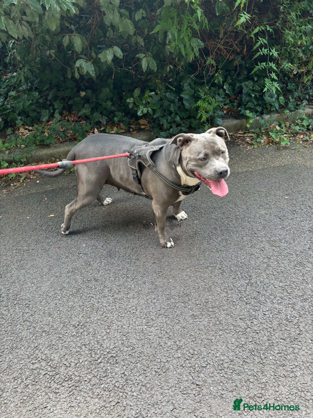 American Bully dogs for sale: Beautiful blue bully girl for sale  - Advert 2