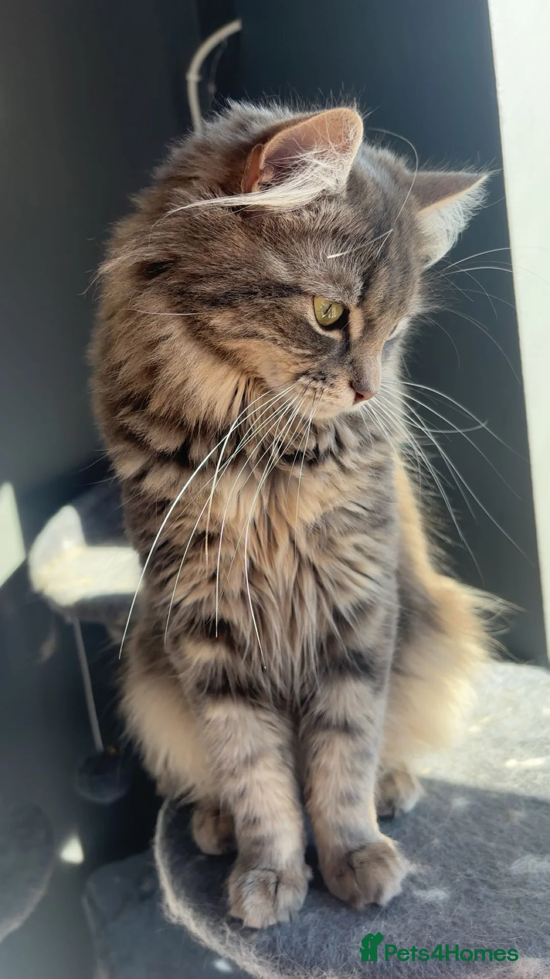 Mixed Breed cats for sale: bengal x kittens  - Advert 2