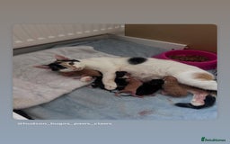 Mixed Breed cats for sale: 6 kittens ready for homes - Image 2