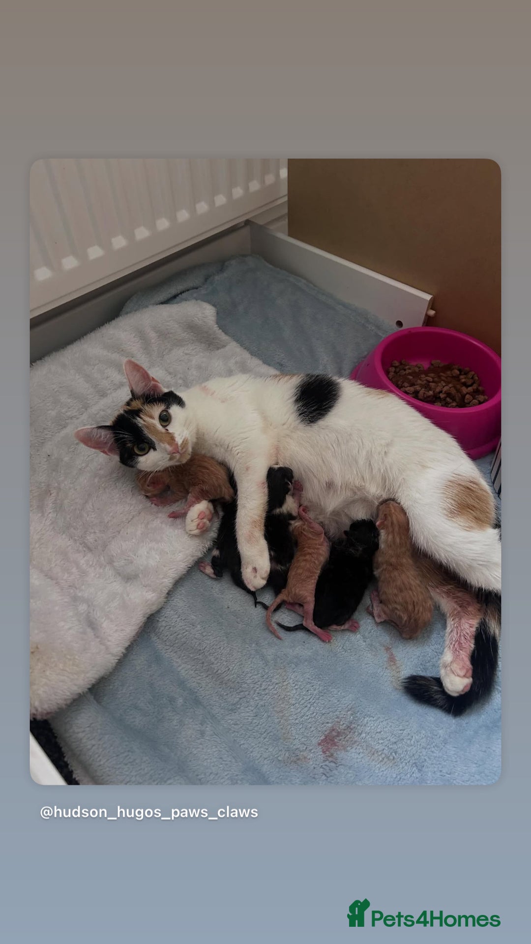 Mixed Breed cats for sale: 6 kittens ready for homes - Image 2