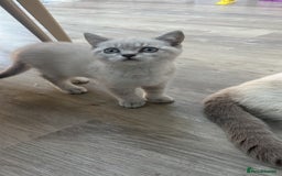 British Shorthair cats for sale: 4 Adorable Kittens are looking for new homes  - Image 8
