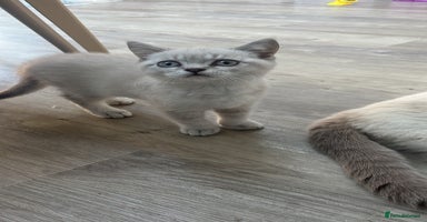 British Shorthair cats - Advert 5