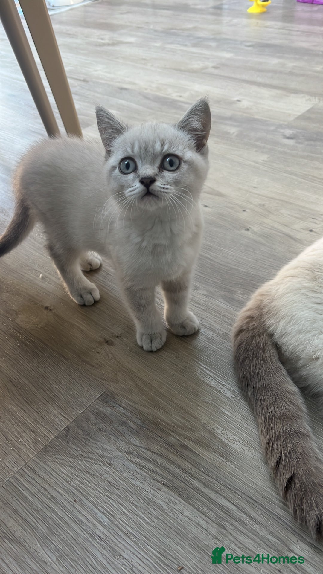 British Shorthair cats for sale: 4 Adorable Kittens are looking for new homes  - Image 8