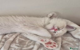 Ragdoll cats for sale: Adorable Loving blue mitted lynx - Image 8