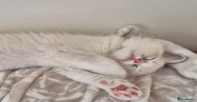 Ragdoll cats - Advert 5