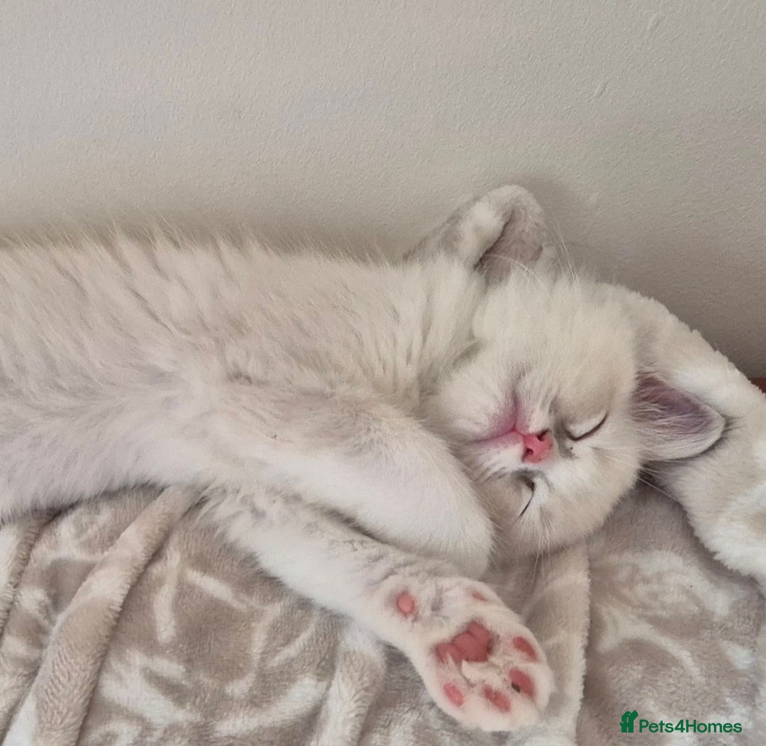 Ragdoll cats for sale: Adorable Loving blue mitted lynx - Image 8