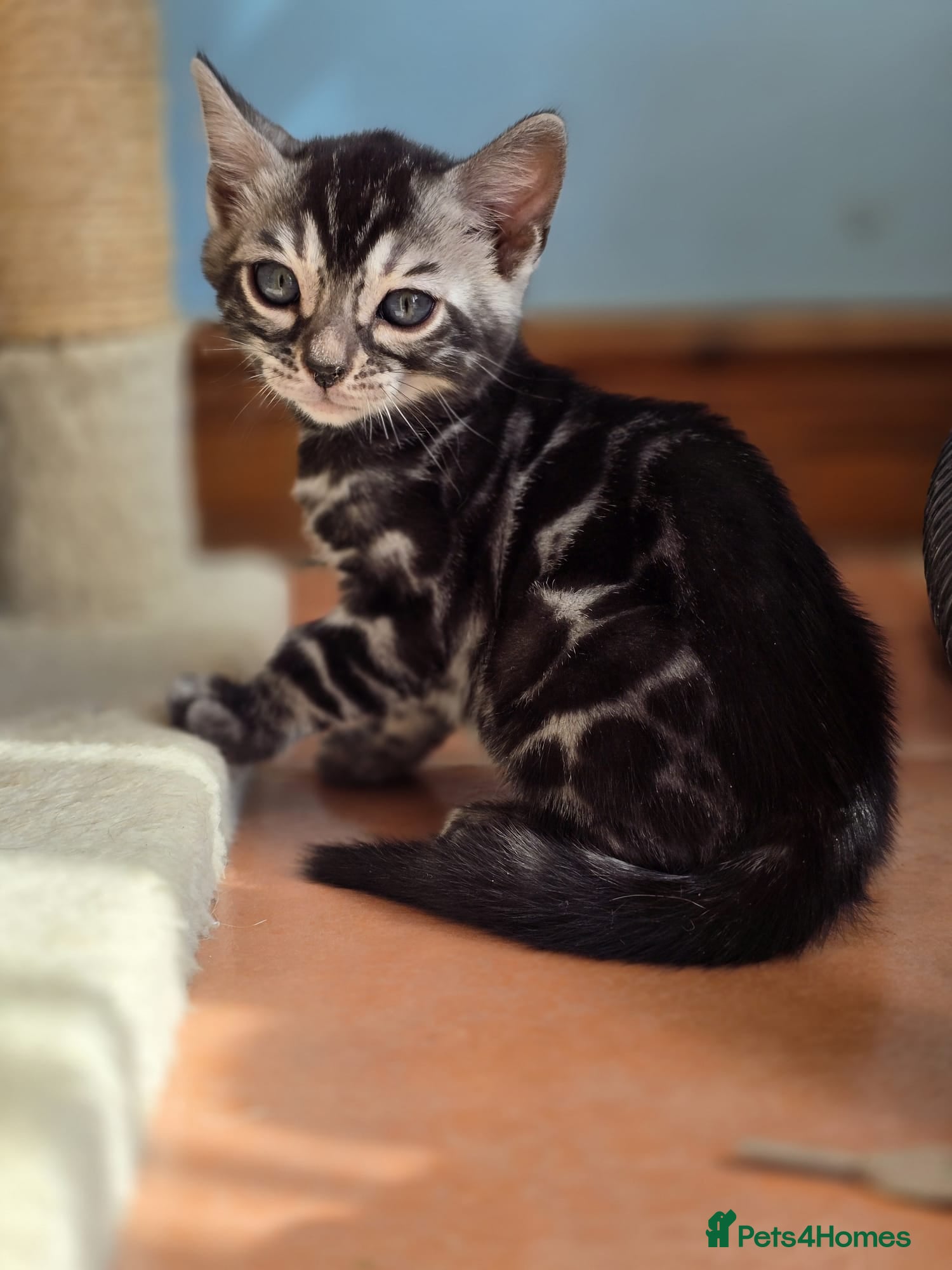 Bengal cats Pedigree Silver Charcoal Bengal Kitten - Advert 9