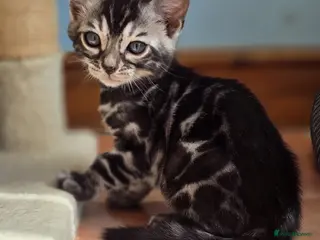 Bengal cats Pedigree Silver Charcoal Bengal Kitten - Advert 9