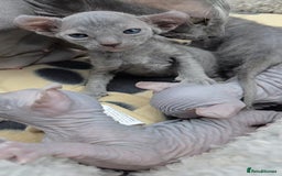 Sphynx cats for sale: Elf Sphynx Kittens  - Image 8