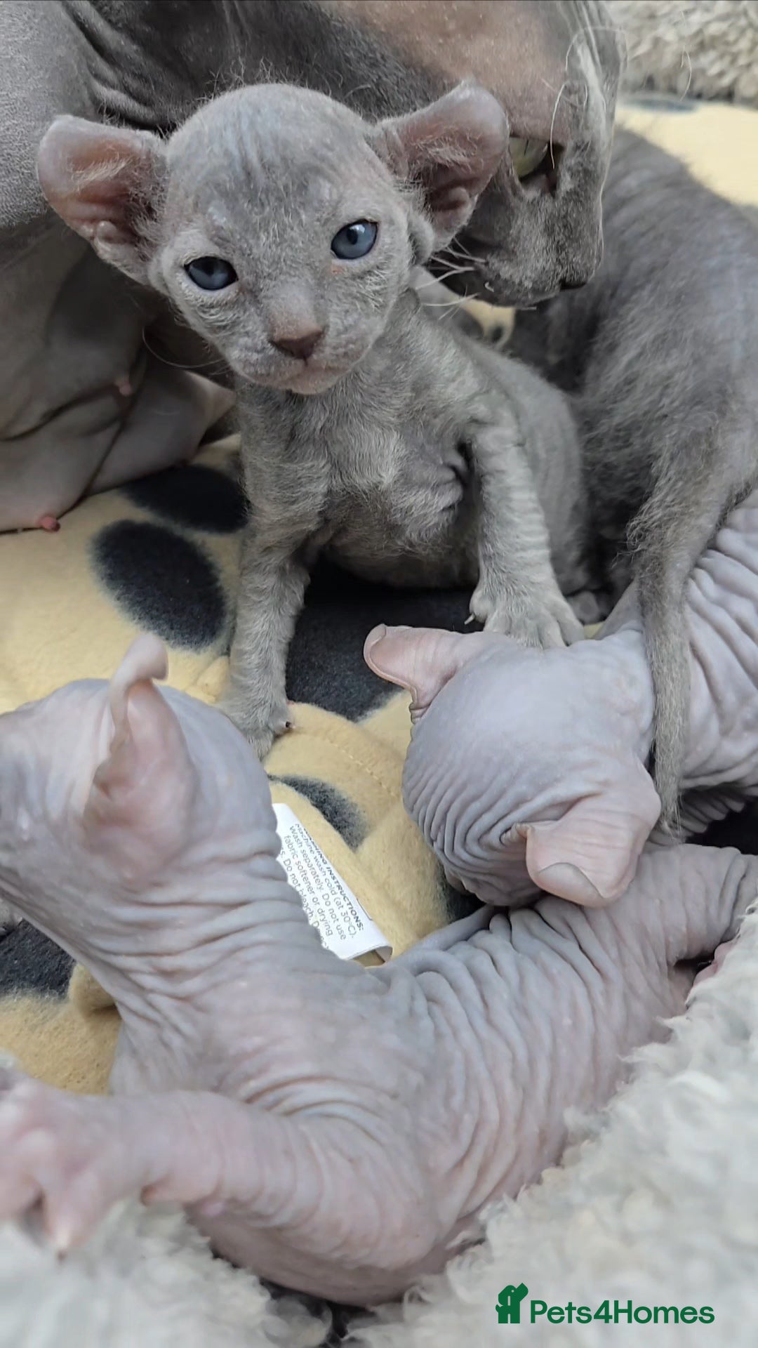 Sphynx cats for sale: Elf Sphynx Kittens  - Image 8