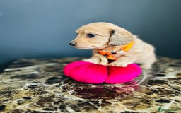 Miniature Dachshund dogs for sale: Cream Litter 5 Star Breeder ⭐️⭐️⭐️⭐️⭐️  - Image 26