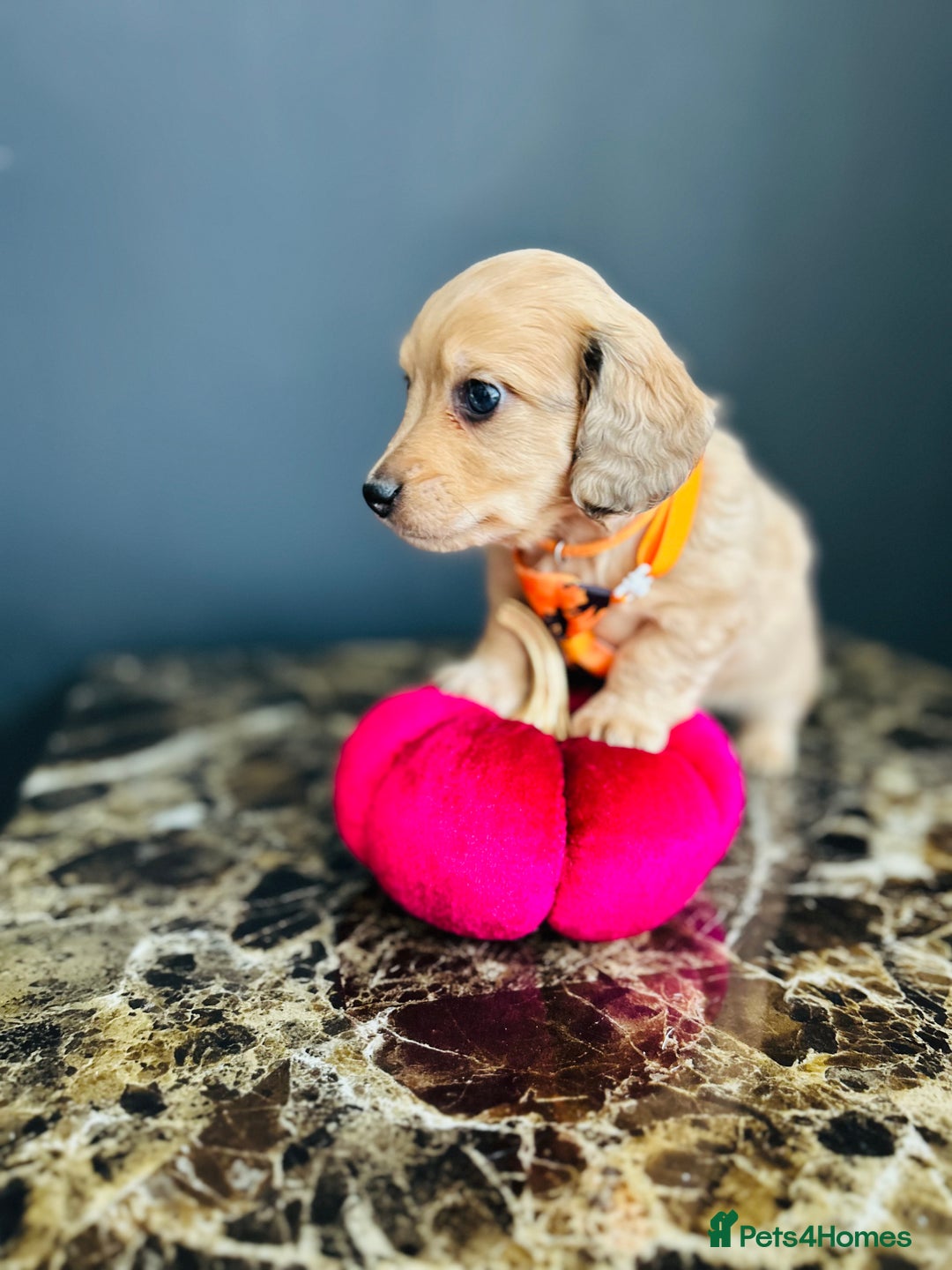 Miniature Dachshund dogs for sale: Cream Litter 5 Star Breeder ⭐️⭐️⭐️⭐️⭐️  - Image 26