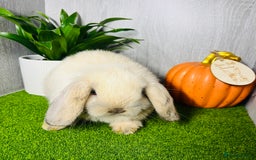 Mini Lop rabbits for sale: 🐰 Pedigree purebred Miniture Lop Kits 🐰 - Image 4