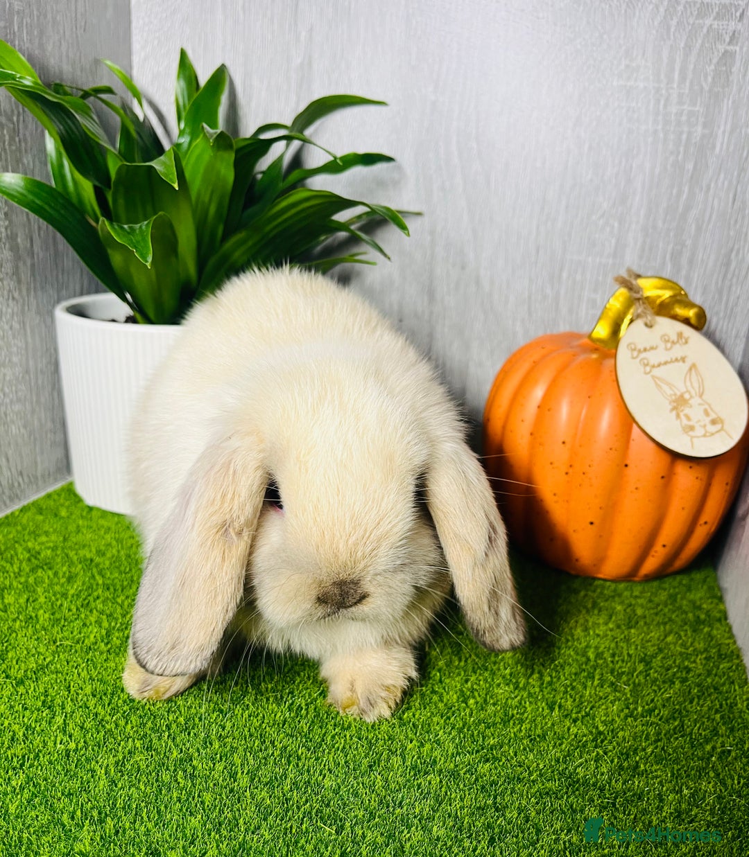 Mini Lop rabbits for sale: 🐰 Pedigree purebred Miniture Lop Kits 🐰 - Image 4