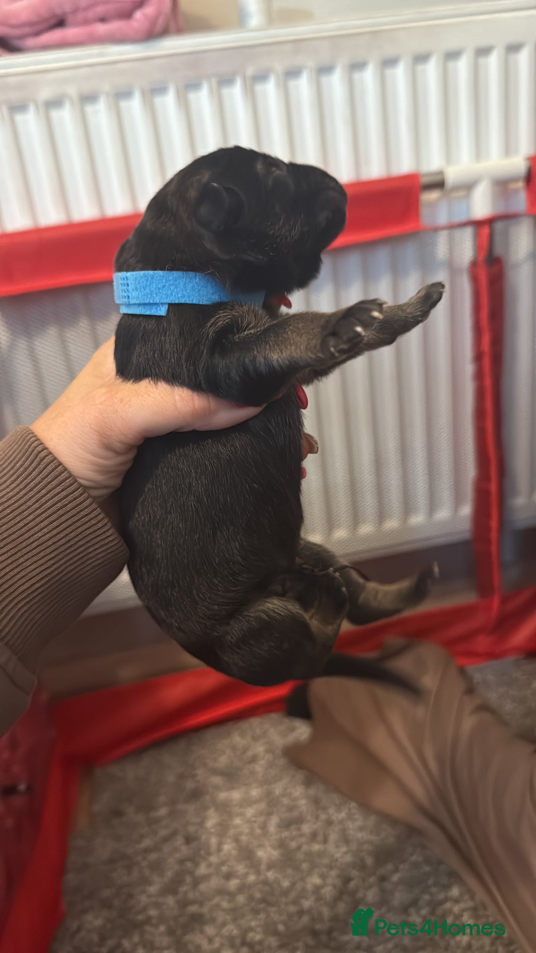 German Shepherd dogs for sale: German shepard  pups  - Image 13