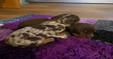 Miniature Dachshund dogs Pra clear ready now miniature dachshunds  - Advert 2