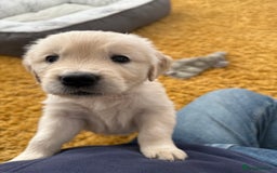 Golden Retriever dogs for sale: Golden Retriever Chunky Puppies for sale - Image 29