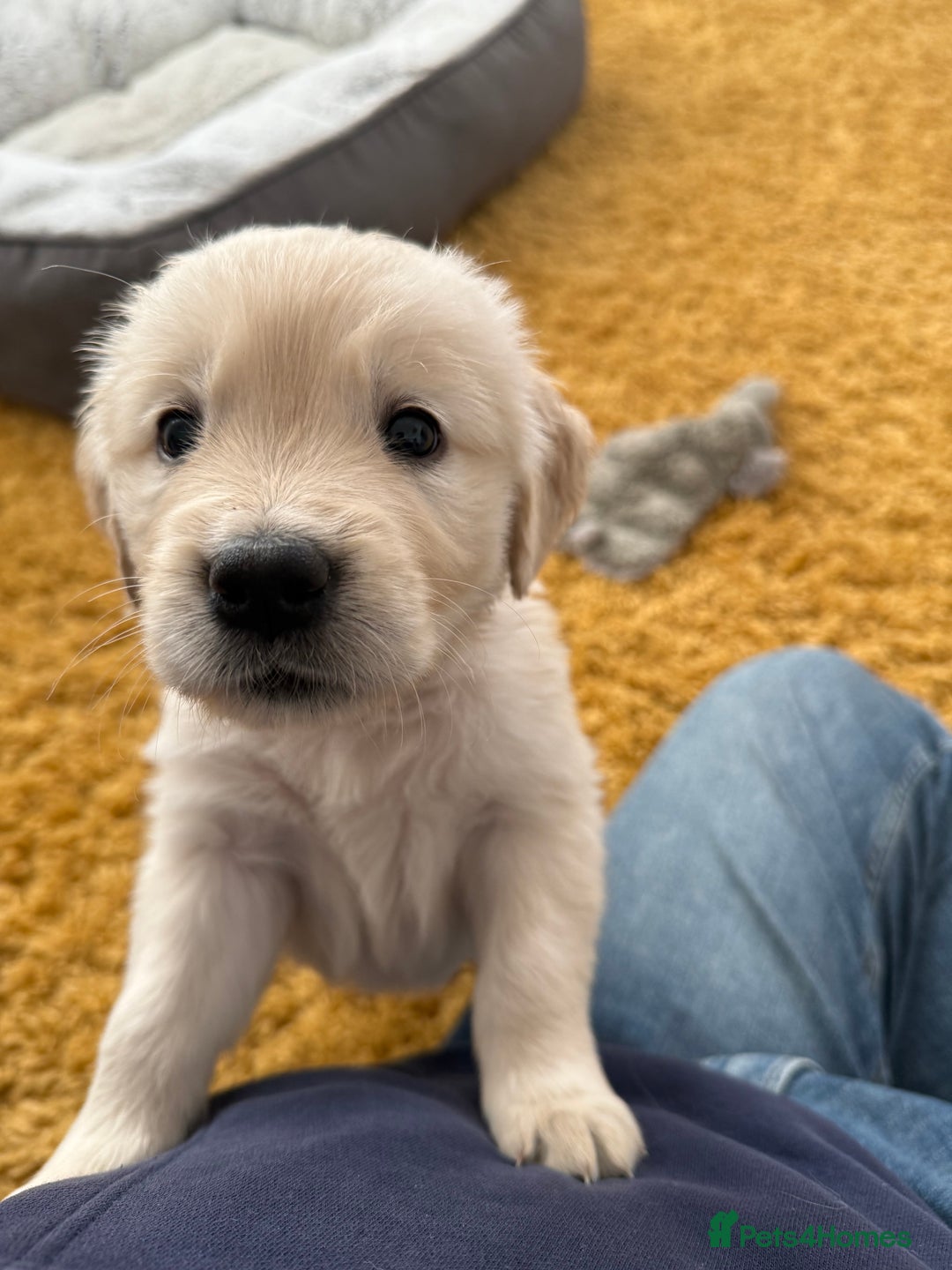 Golden Retriever dogs for sale: Golden Retriever Chunky Puppies for sale - Image 29