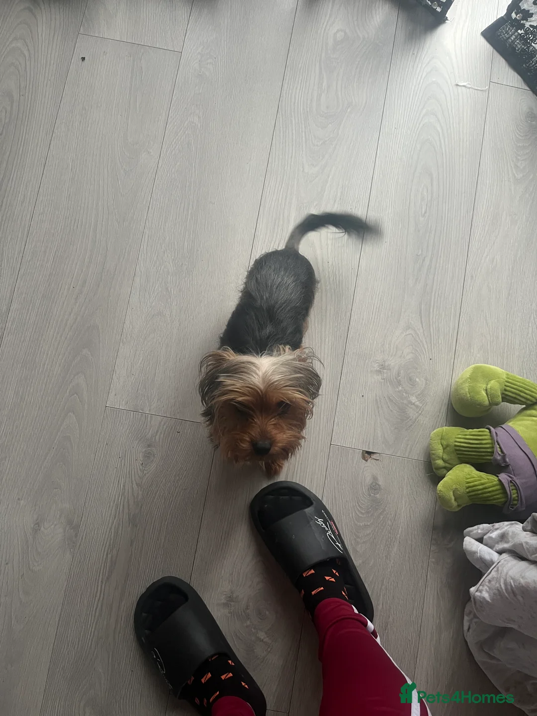 Yorkshire Terrier dogs for sale: Yorkshire Terrier female, 1 year old. - Advert 6