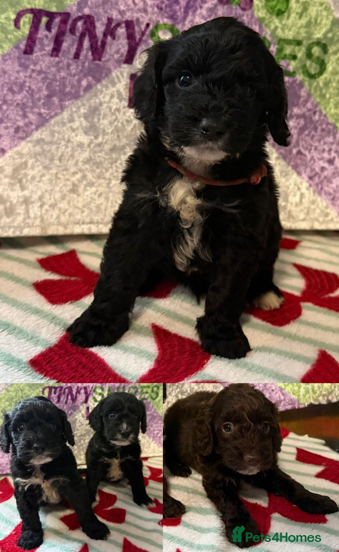 Cockapoo dogs F1 mini cockapoos 30  dna health tested  - Advert 4