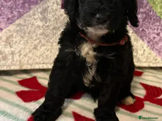 Cockapoo dogs F1 mini cockapoos 30 dna health tested - Advert 4