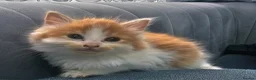 Persian cats for sale: Lovley half perian  - Advert 9
