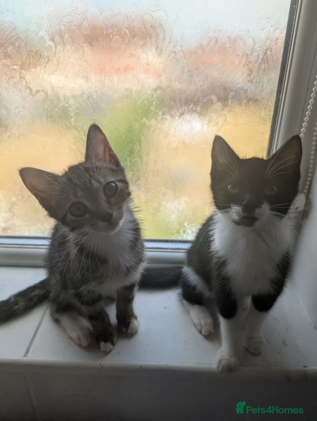 Mixed Breed cats for sale: Kittens in Nottingham - Advert 2
