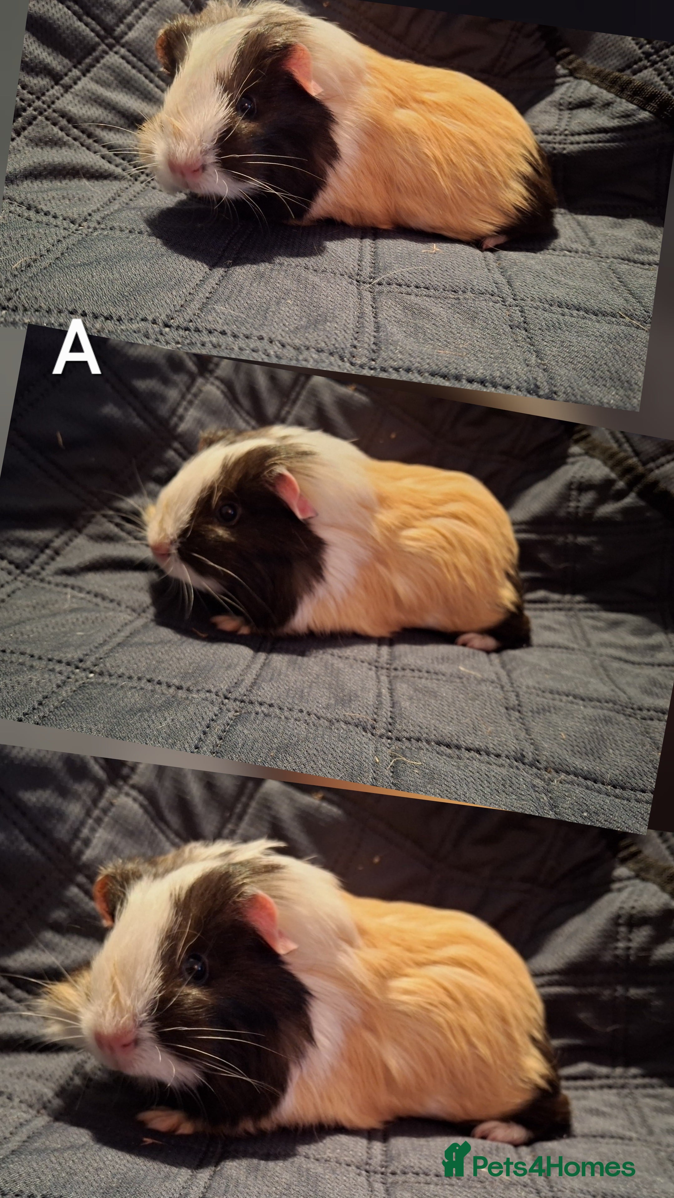 Guinea Pig rodents Lovely young guinea pigs looking for new home 🏡  - Advert 18