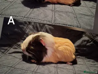 Guinea Pig rodents Lovely young guinea pigs looking for new home 🏡 - Advert 13